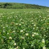 Organic Clover Honey